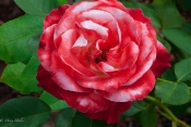 Candy-Cane-Rose.jpg