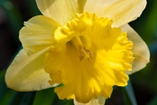 Close_Daffodil.jpeg
