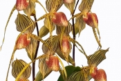 Hirschorn_Orchids.jpg