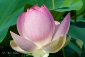 Lotus_Bud.jpg