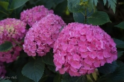 Palace_Hydrangea.jpg