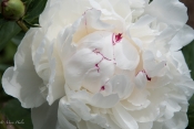 Peony.jpg