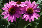 Pink_Coneflower.jpg