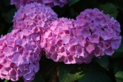 Pink_Hydrangeas.jpg