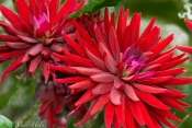 Red_Dahlias.jpg