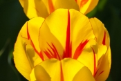 Red_Stripe_Tulips.jpg