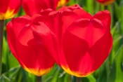 Reddest_Tulips.jpg