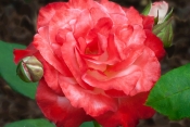 Rose_buds.jpg