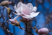 Saucer_Magnolia,jpg