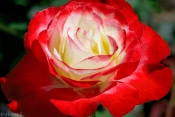 Variegated Rose.jpg