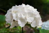 White_Hydrangea.jpg