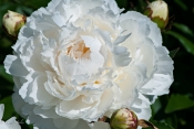 White_Peony.jpg