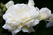 White_Tree_Rose.jpg