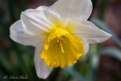 White_and_Yellow_Daffodil.tif