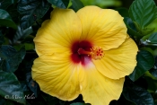 Yellow_Hibiscus.jpg