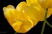 Yellow_Lantern_Tulips.jpg