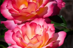 Double_Roses.jpg