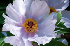 Peony.jpg