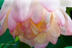 Inverted_Lotus.jpg