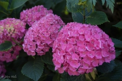 Palace_Hydrangea.jpg