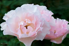 Pink_Chiffon.jpg