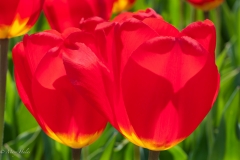 Reddest_Tulips.jpg