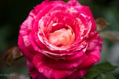 Ruffled_Rose.jpg