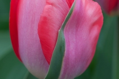 Sport_Tulip.jpg