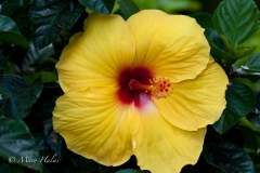 Yellow_Hibiscus.jpg