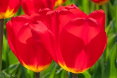 Reddest_Tulips.jpg