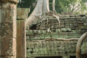 Ta_Prohm_Scene.jpg