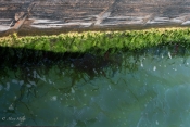 Algae_Patterns.jpg