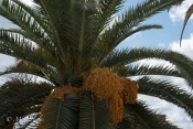 Bari_Palm.jpg