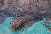 Bermuda_Turtle.jpeg