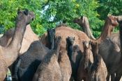 Camels_India.jpeg