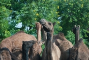 Camels_Rajasthan.jpeg