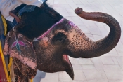 Elephant_Jaipur.jpeg