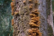 Fungi_Tree.jpeg
