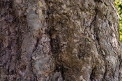 Platanaceae_Bark.jpg