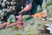 Starfish_Aground.jpeg