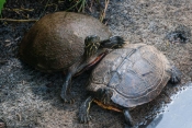 Turtle_Couple.jpeg