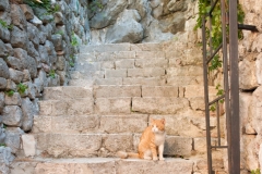 Cat_in_Kotor.jpg