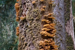 Fungi_Tree.jpeg