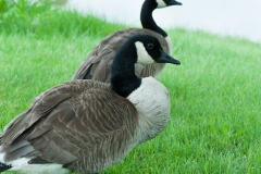 Geese.jpg