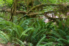 Ho_Rain_Forest