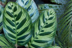 Painted_Leaves.jpeg