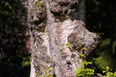 Stump.jpg