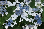 Hydrangea_Lace.jpg