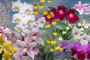 Pastel_Orchid_Panorama.jpeg