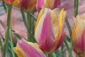 Sherbert_Tulips.jpg